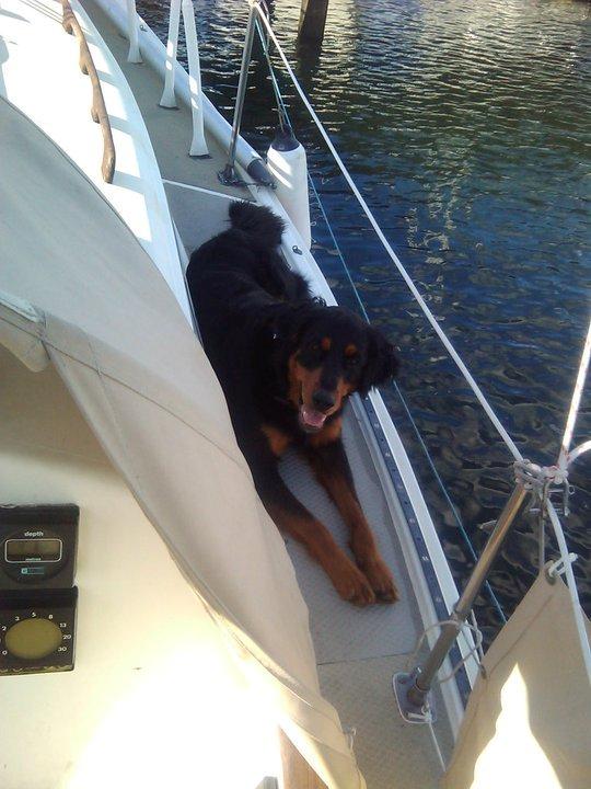 Blanding af racer Muffi billede 27