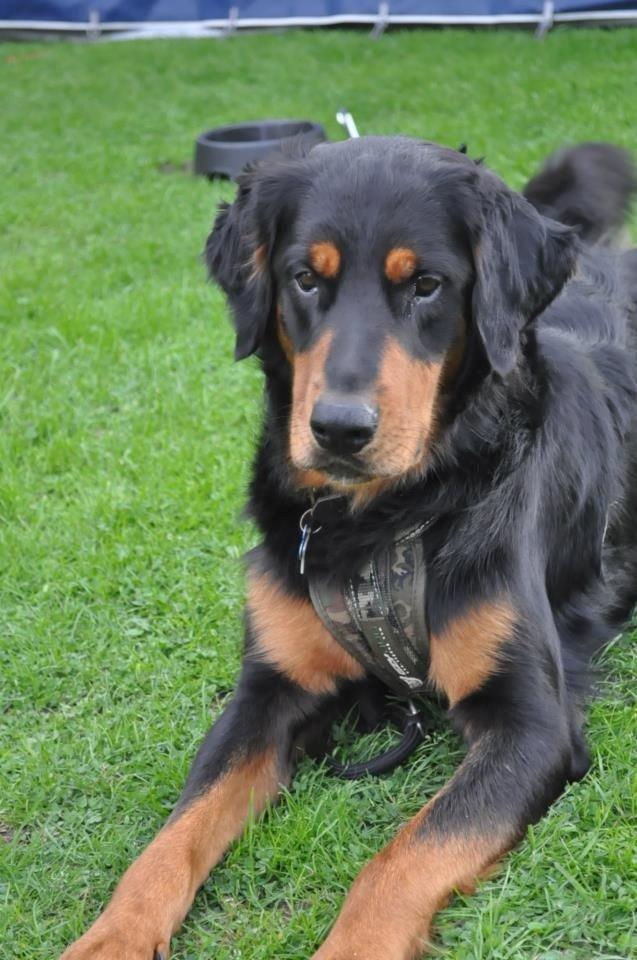 Blanding af racer Muffi billede 25