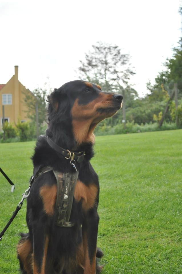 Blanding af racer Muffi billede 28