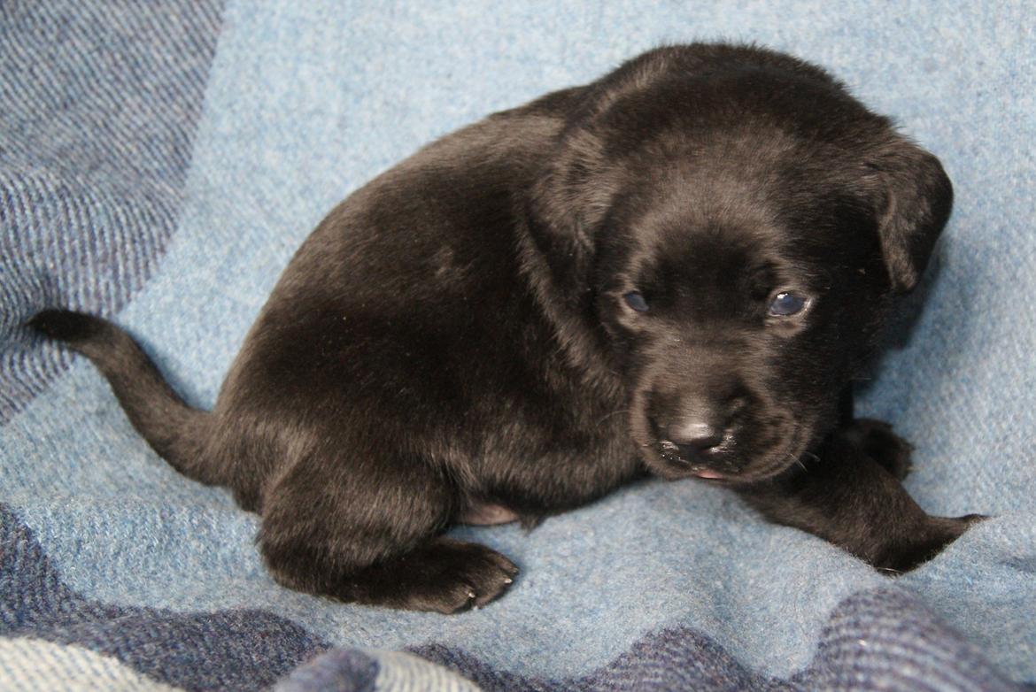 Labrador retriever BRUTUS - 3 uger billede 18