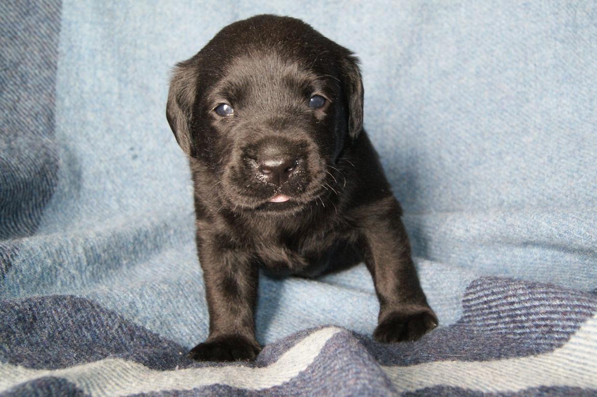 Labrador retriever BRUTUS - 3 uger billede 19