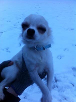 Chihuahua Cody - Ved at falde i søvn i hænderne:-P. billede 13