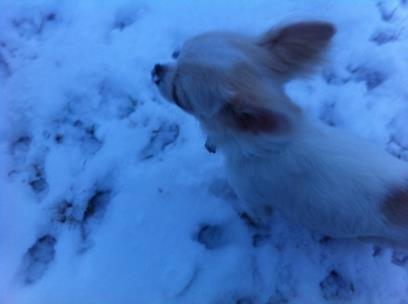 Chihuahua Cody - Sne på snuden:-)). billede 14