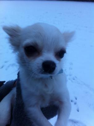 Chihuahua Cody billede 12