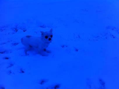 Chihuahua Cody billede 18