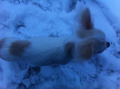 Chihuahua Cody billede 15