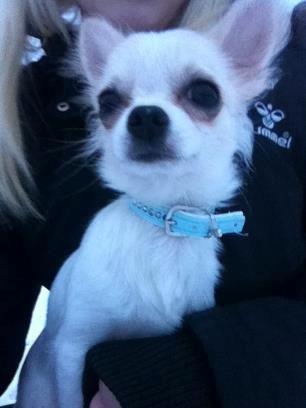 Chihuahua Cody billede 16