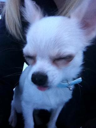 Chihuahua Cody billede 17