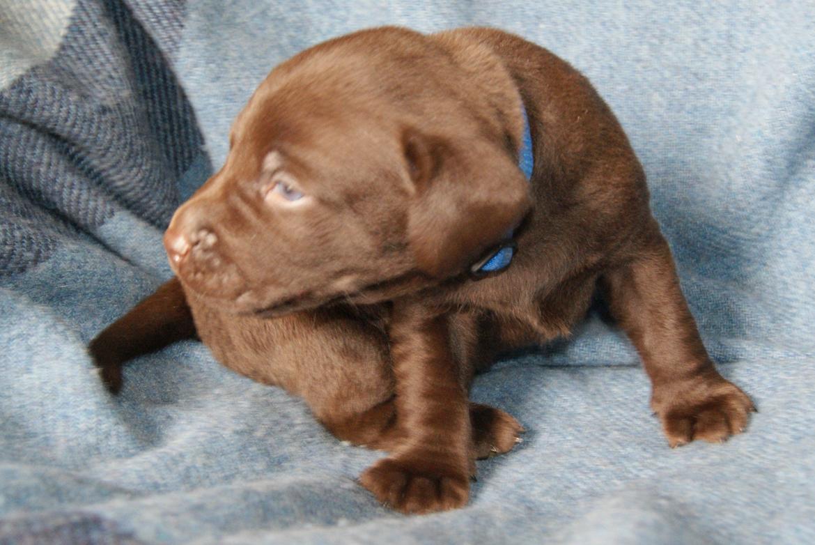 Labrador retriever ANTON - 3 uger billede 18