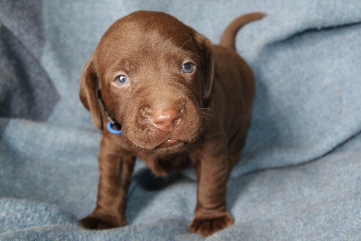 Labrador retriever ANTON - 3 uger billede 17