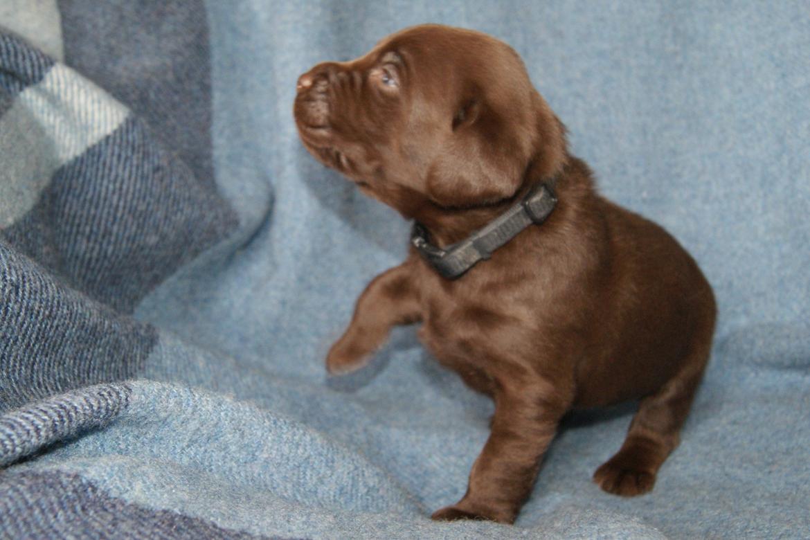 Labrador retriever KENTO - 3 uger billede 17