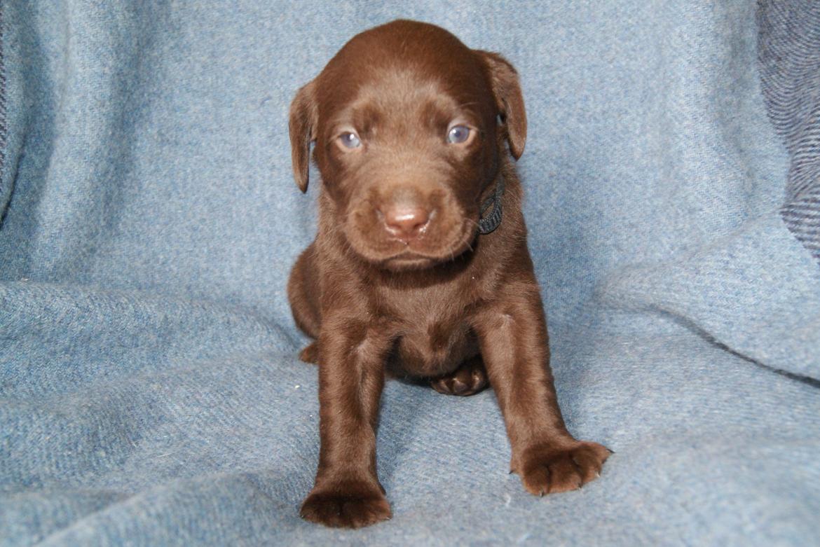 Labrador retriever KENTO - 3 uger billede 16