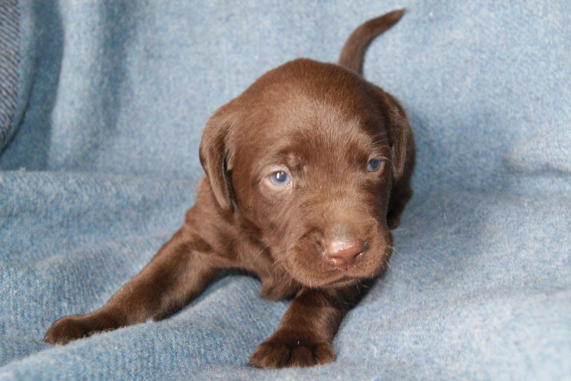 Labrador retriever KENTO - 3 uger billede 18