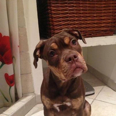 Olde english bulldogge Carlos - Carlos 4 mdr. billede 4