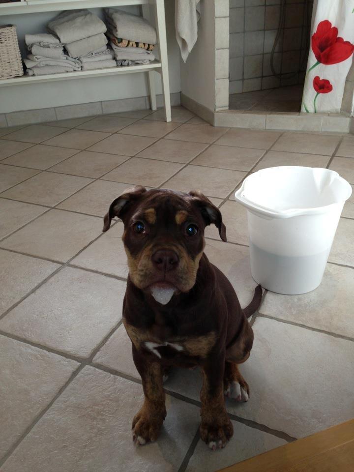 Olde english bulldogge Carlos - Carlos 3 mdr billede 5