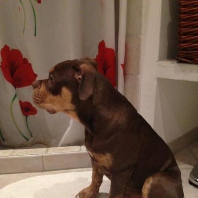 Olde english bulldogge Carlos - Carlos 4 mdr. billede 6