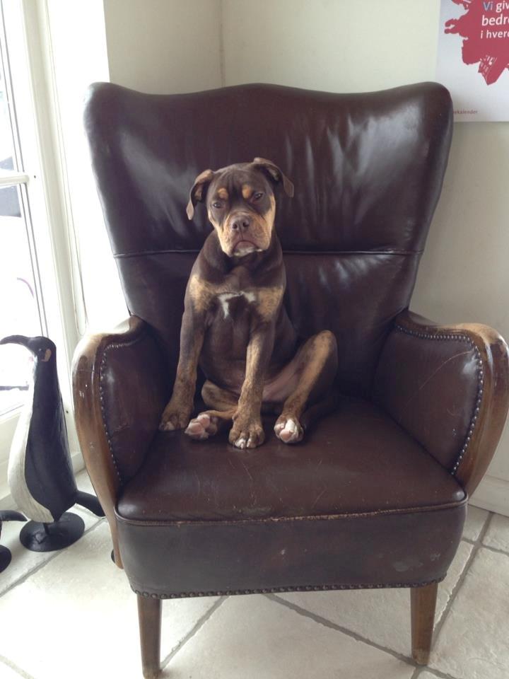 Olde english bulldogge Carlos - Kong Carlos billede 7