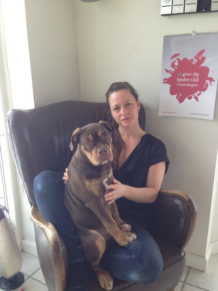 Olde english bulldogge Carlos - Mors Hund billede 8