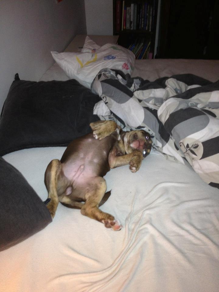 Olde english bulldogge Carlos - Gør klar til at sove billede 9