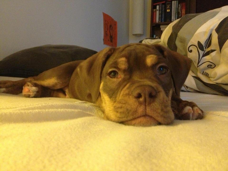 Olde english bulldogge Carlos - Slapper billede 10