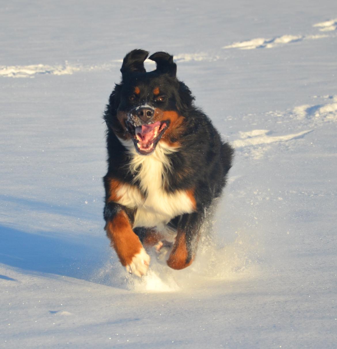 Berner sennenhund Bernerflokken Basil - Basil 14 måneder gammel i sneen. :-) billede 18