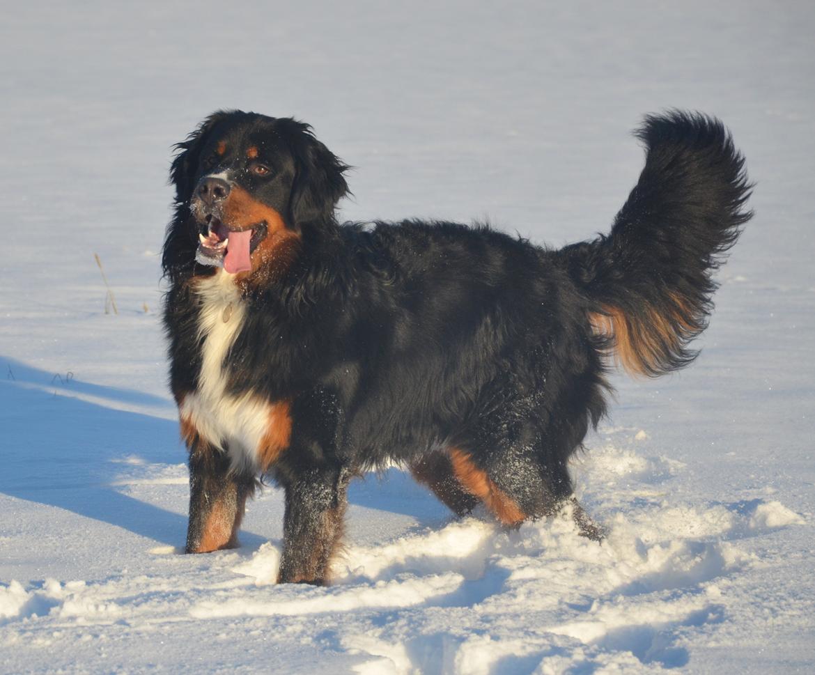 Berner sennenhund Bernerflokken Basil - Hvad skal vi nu mor? Jeg er HELT klar uanset hvad. :-) billede 19