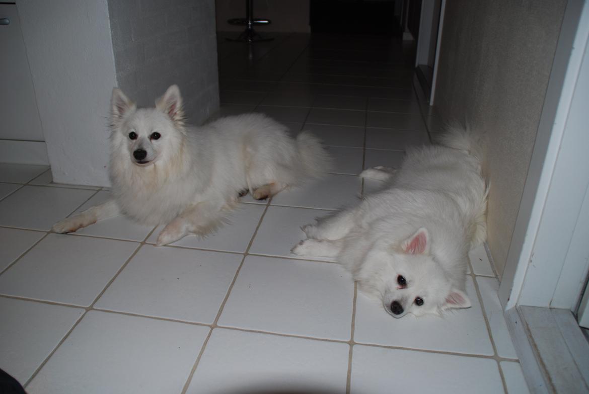 Volpino italiano Hedehuset's Primitivo (Ludvig) - Ludvig (venstre) og Chulo lægger pænt i køknet. Billede: Lillesøster billede 9