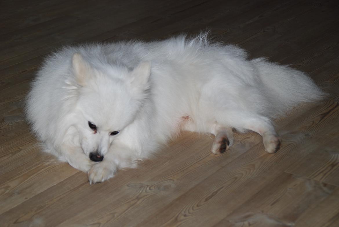 Volpino italiano Hedehuset's Primitivo (Ludvig) - Man skal jo holde porterne fine og rene. Billede: Lillesøster billede 10