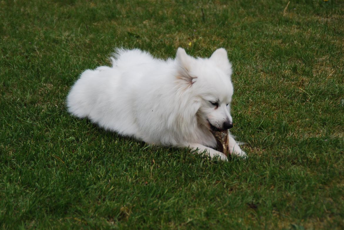 Volpino italiano Hedehuset's Primitivo (Ludvig) - Ludvig nyder lige et "kødben" i haven. :) Billede: Lillesøster. billede 11