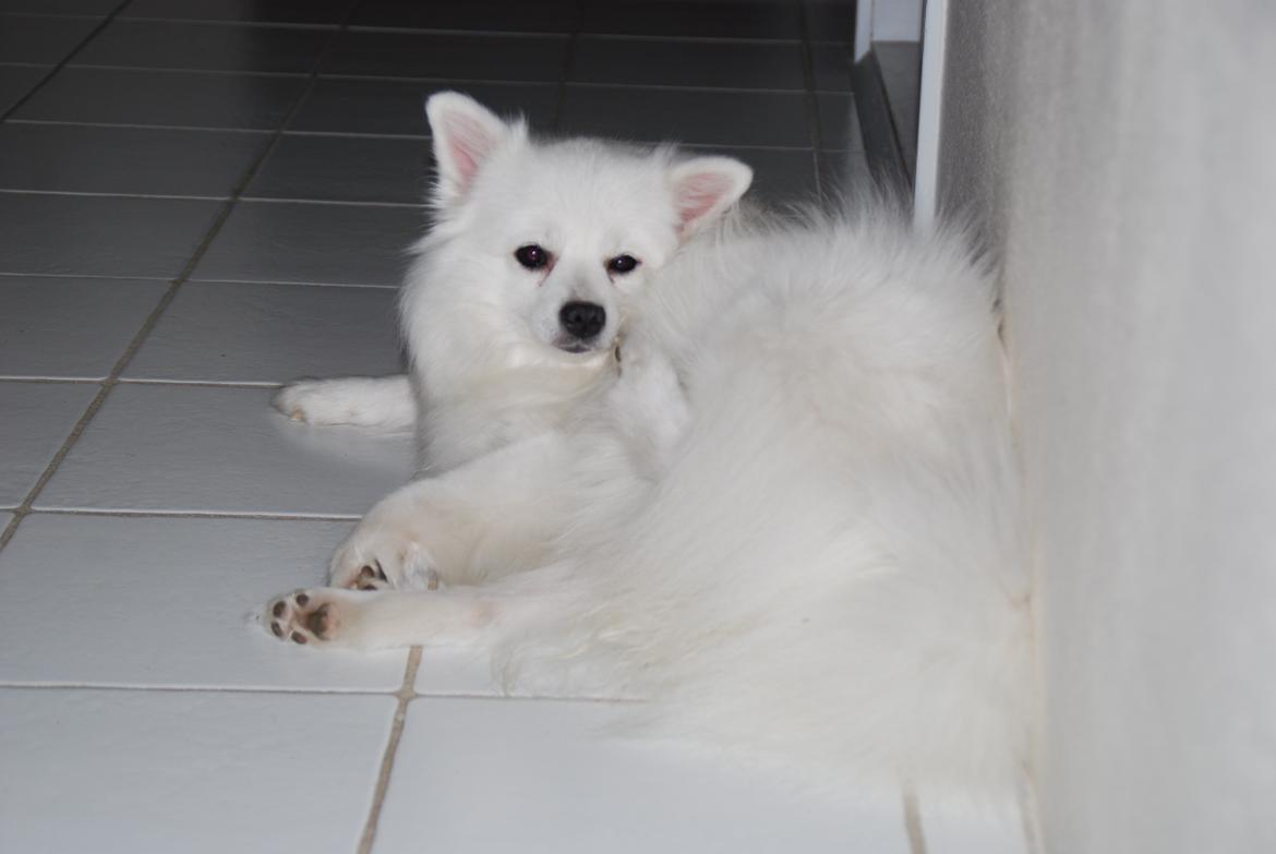 Volpino italiano Chulo - Tosse Chulo. Billede: Lillesøster billede 19