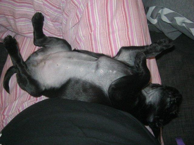 Mops Alberte billede 7