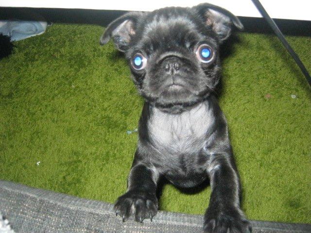 Mops Alberte billede 1