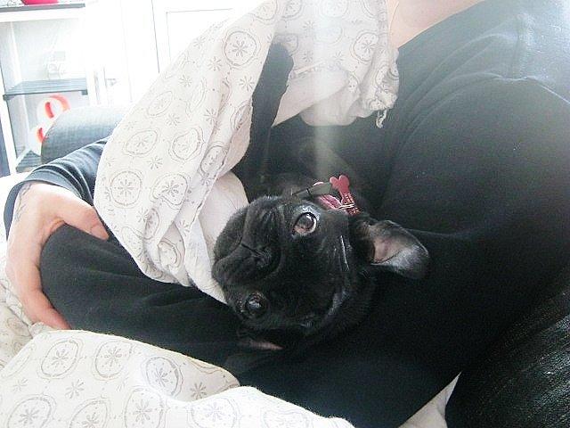 Mops Alberte billede 9