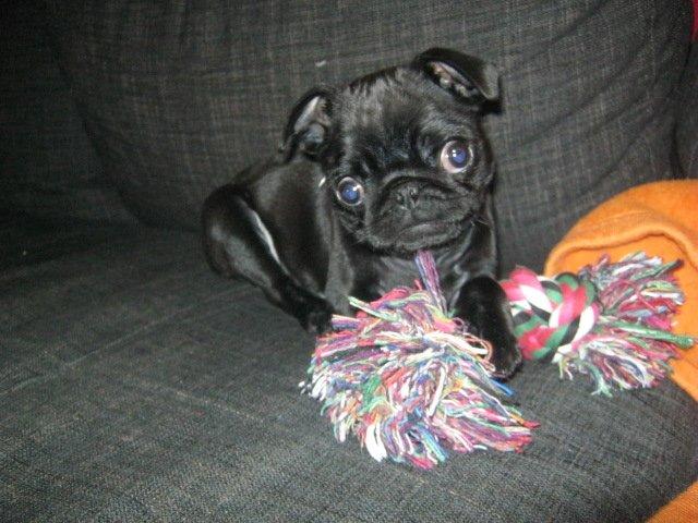 Mops Alberte billede 10