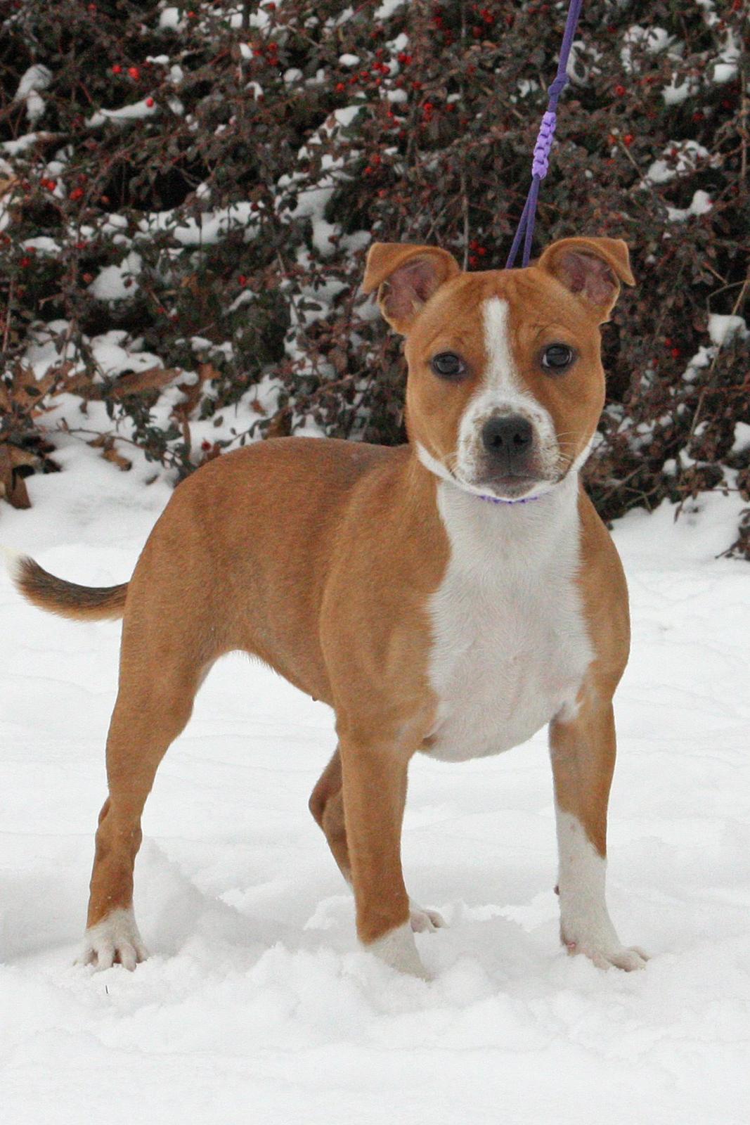 Staffordshire bull terrier Wenk Staff' s Legacy Of Buffy "CeCe" billede 33