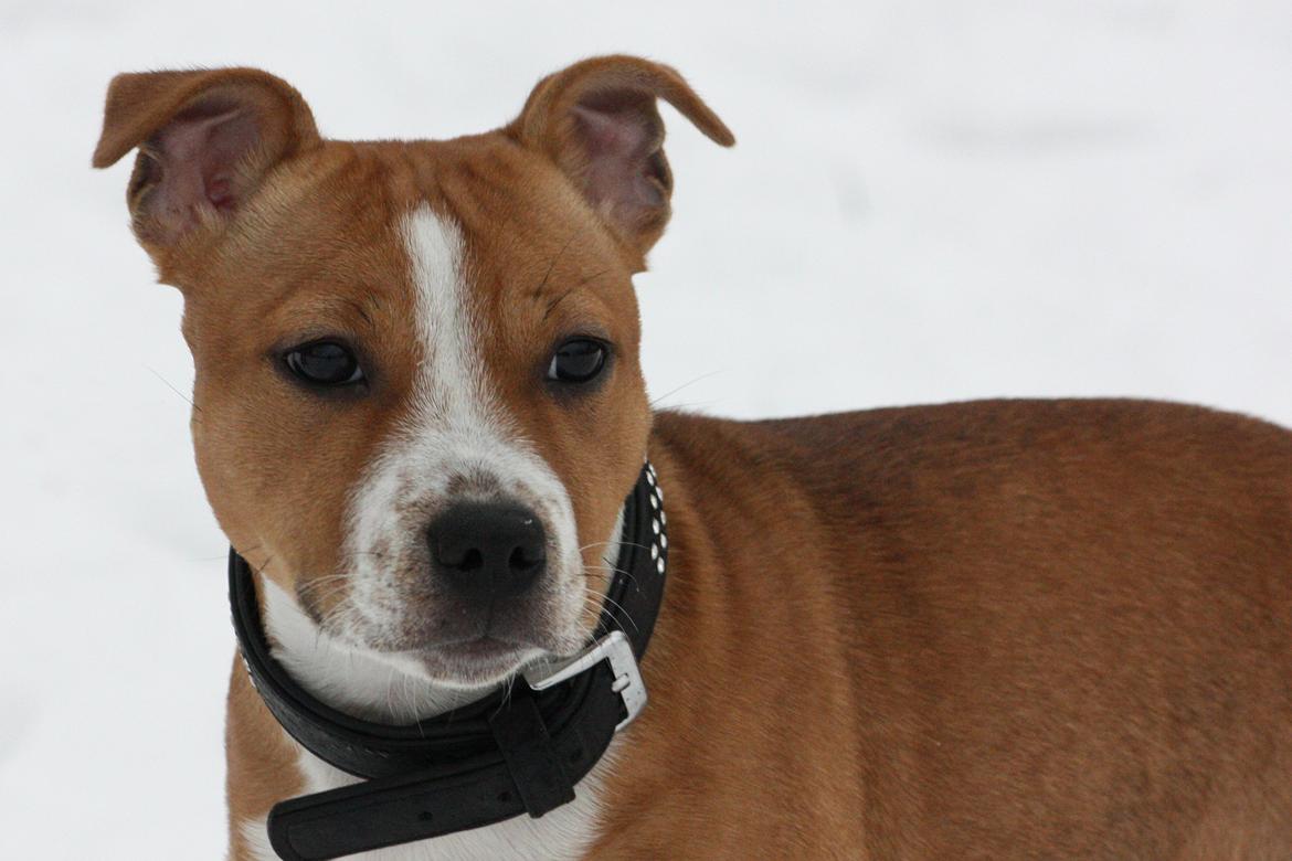 Staffordshire bull terrier Wenk Staff' s Legacy Of Buffy "CeCe" billede 34