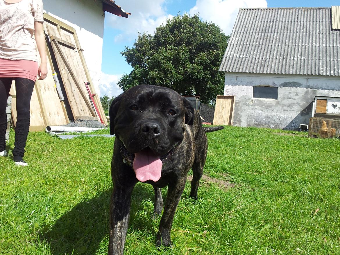 Cane corso Champ Diego billede 6