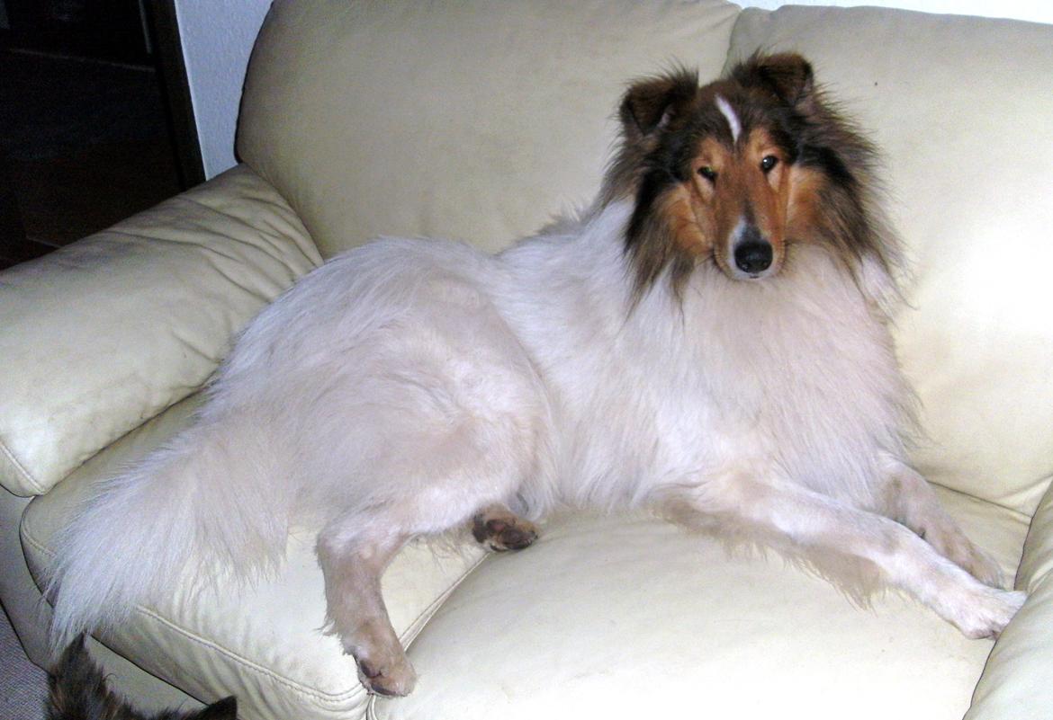 Collie langhåret Klero billede 15
