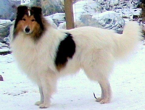 Collie langhåret Klero billede 16