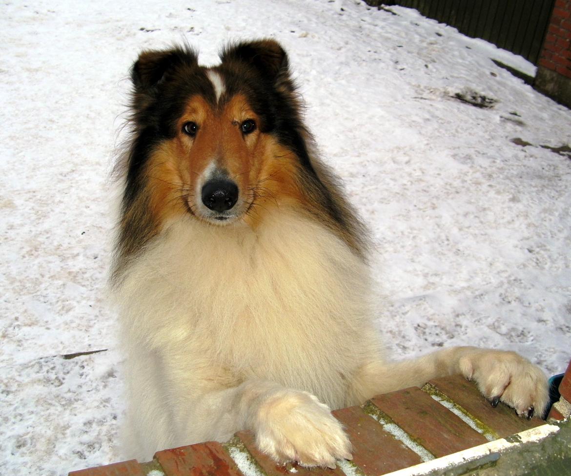 Collie langhåret Klero billede 17
