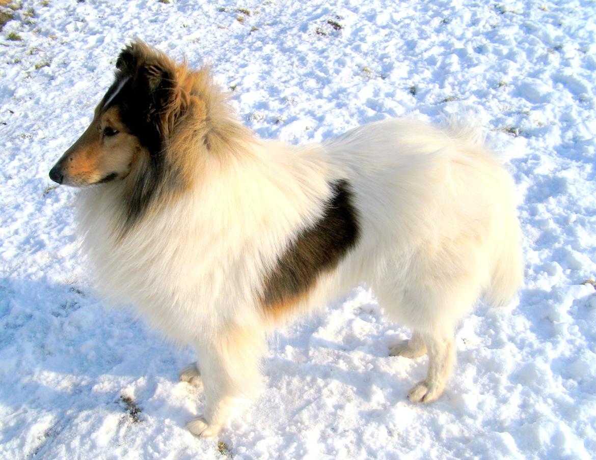 Collie langhåret Klero billede 18