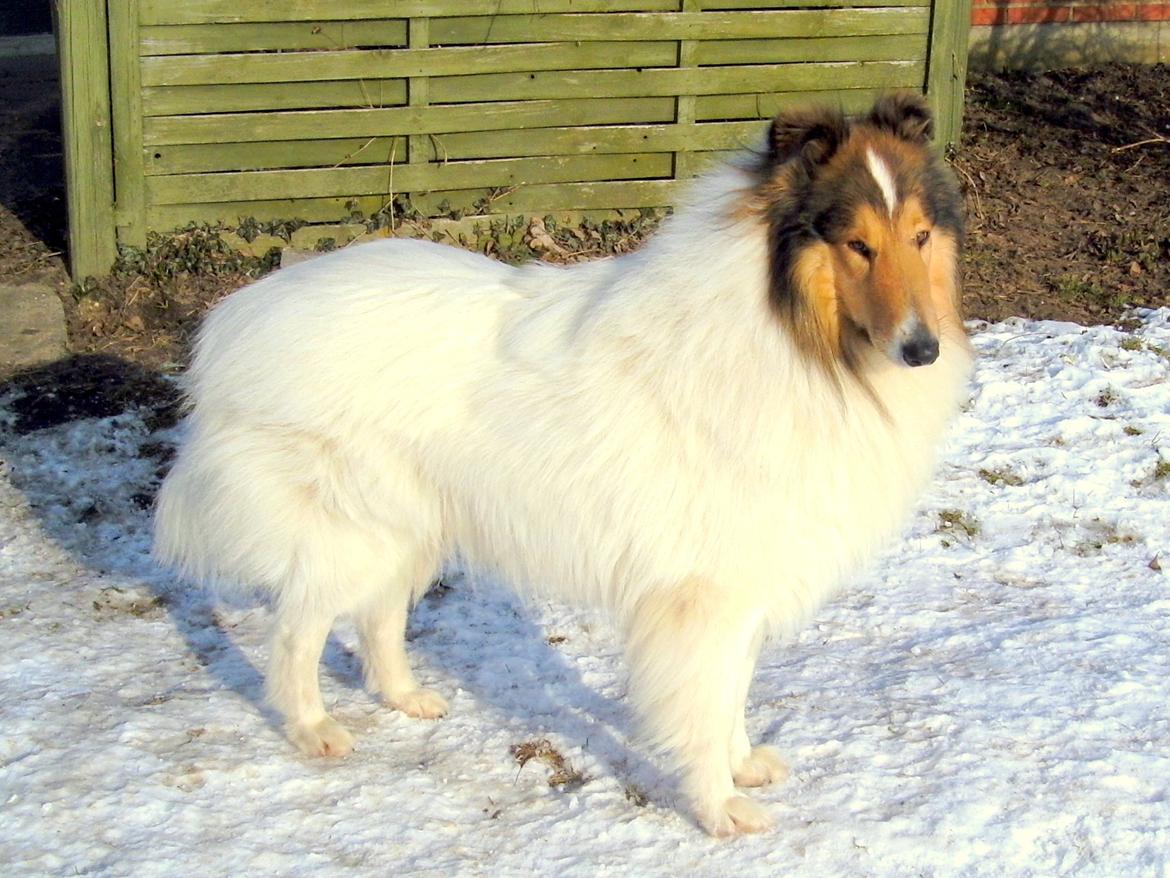 Collie langhåret Klero billede 1