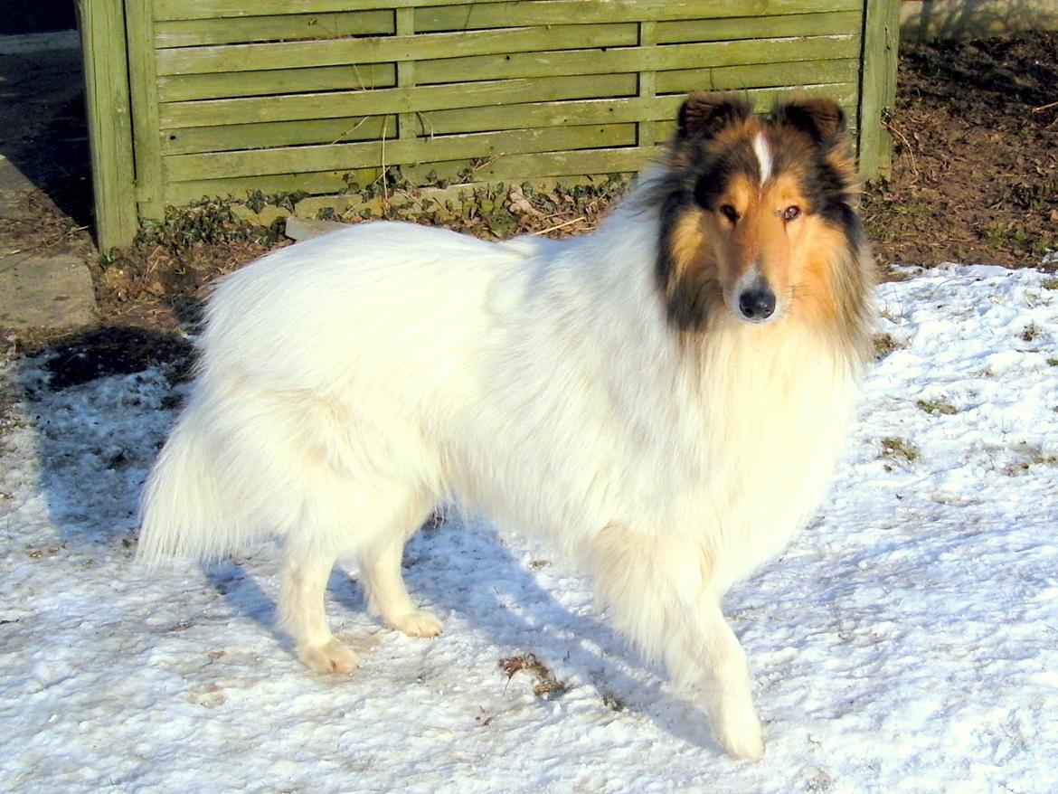 Collie langhåret Klero billede 19