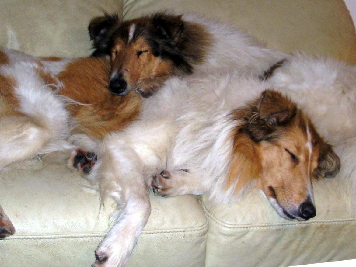 Collie langhåret Fie billede 17