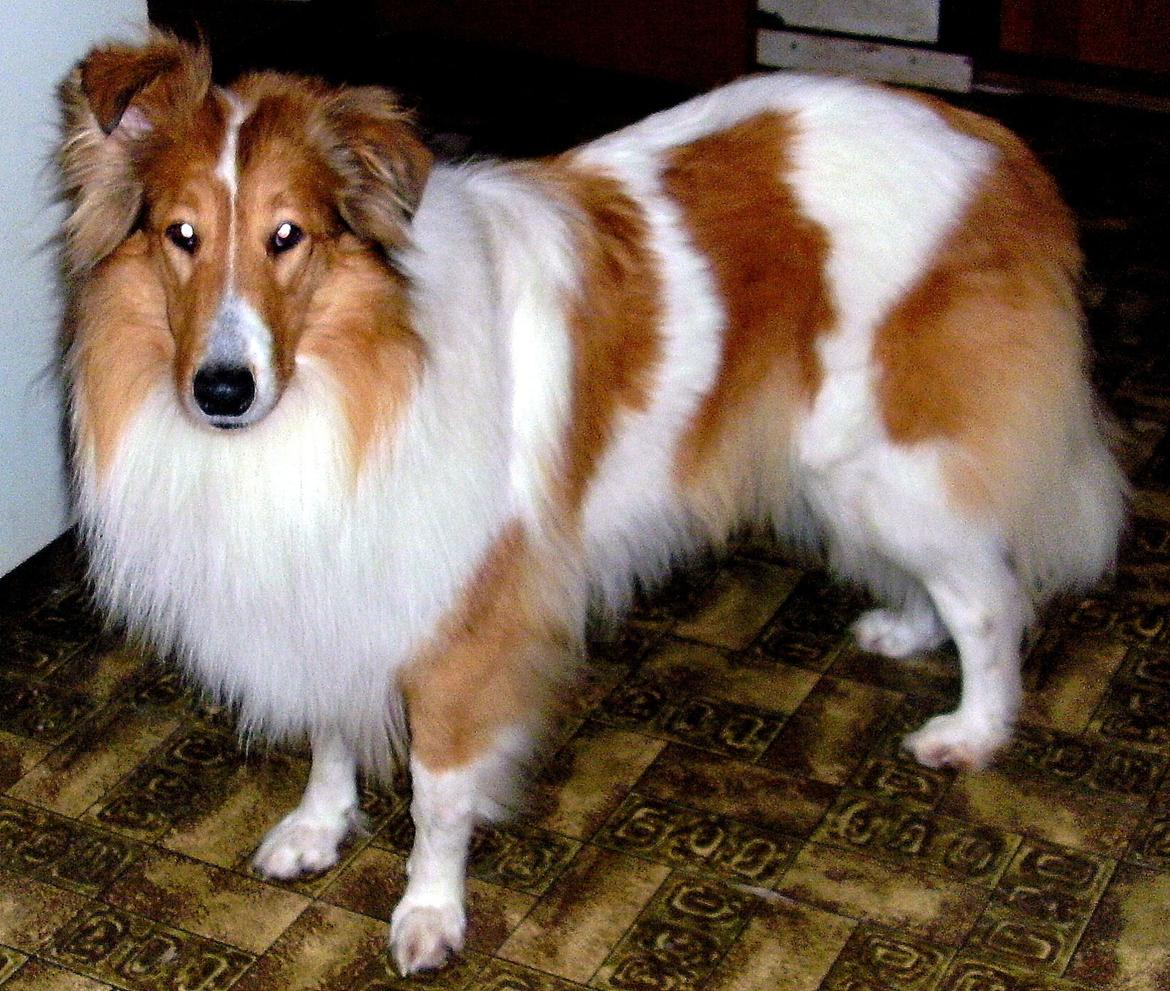 Collie langhåret Fie billede 19