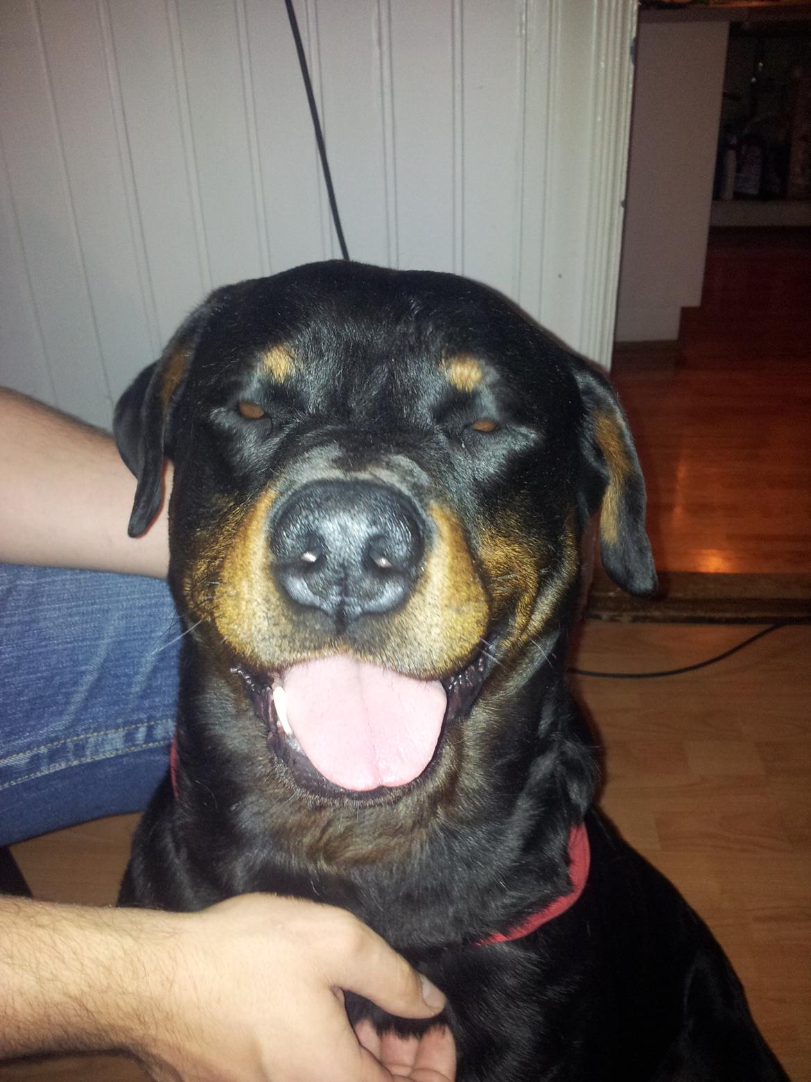 Rottweiler Diesel - et af de meget uheldige billeder, vi har fået taget af ham billede 1