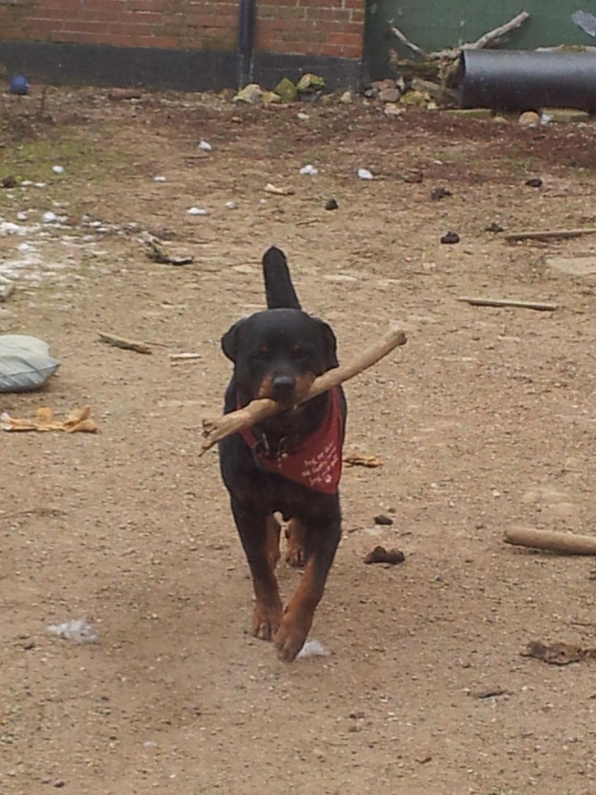 Rottweiler Diesel - se er jeg ikke dygtig :-) billede 2