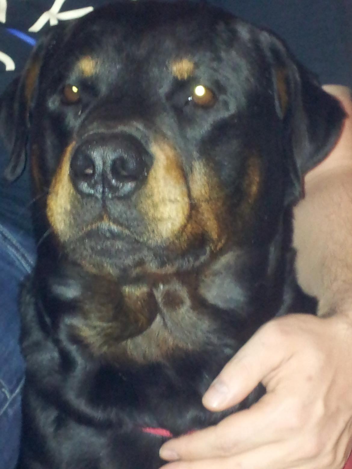 Rottweiler Diesel - det bedste billede til dato :-) af vores gamle dreng billede 3
