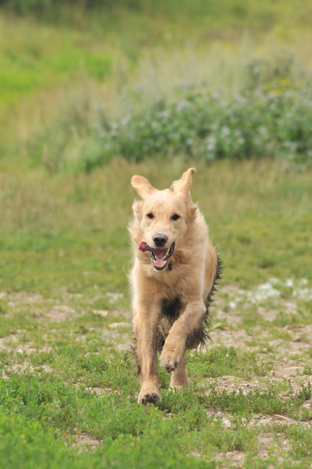 Blanding af racer Alex - En glad hund i fuld fart på Oxbjerget. billede 4