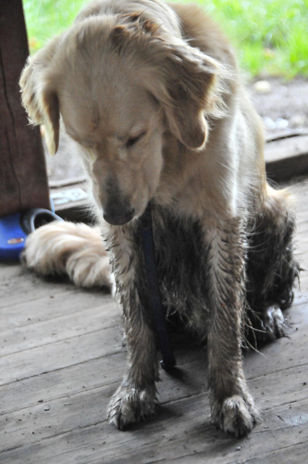 Blanding af racer Alex - Jeg er da slet ik' beskidt...! billede 5